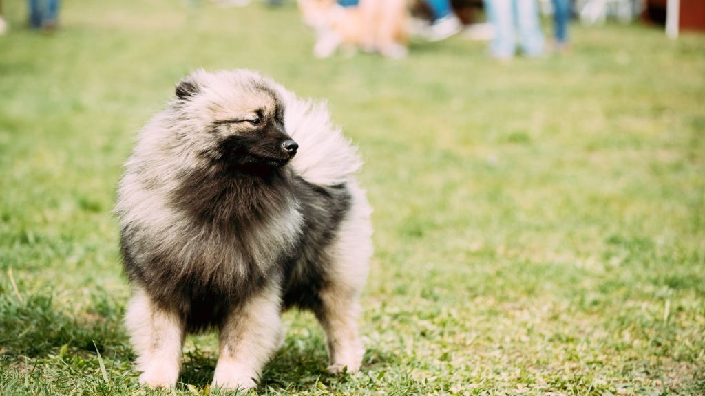 Keeshond dog standing on grass representing breeds beginning with K.