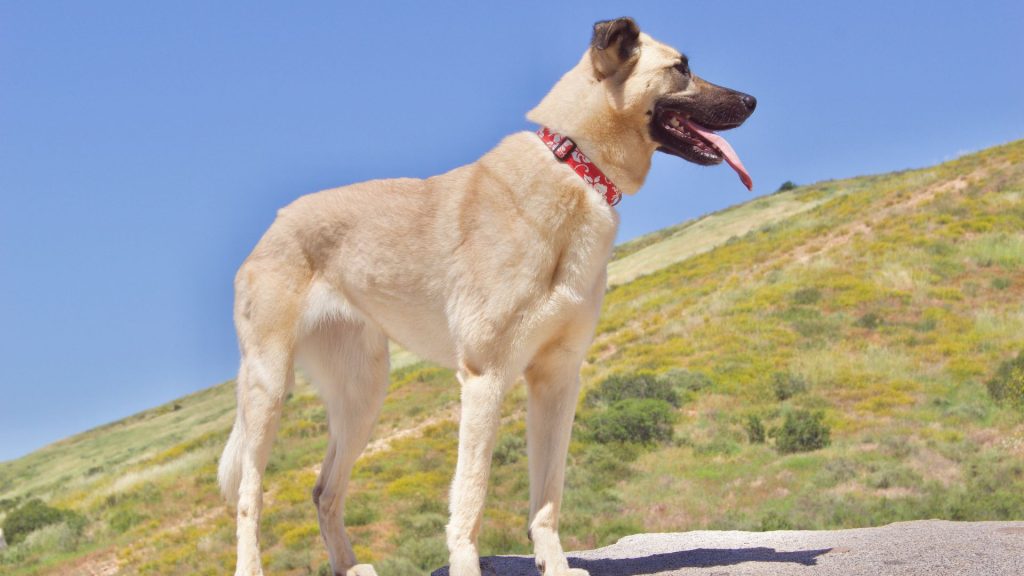 Kangal dog standing on a hill symbolizing breeds beginning with K.