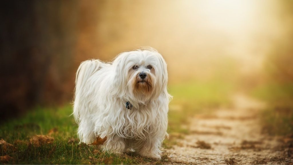 Fluffy white dog on a dirt path, representing a breed starting with 'H.'