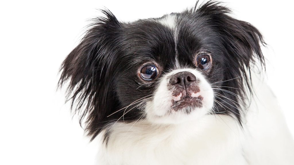 Japanese Chin, a charming toy breed known for its elegant appearance