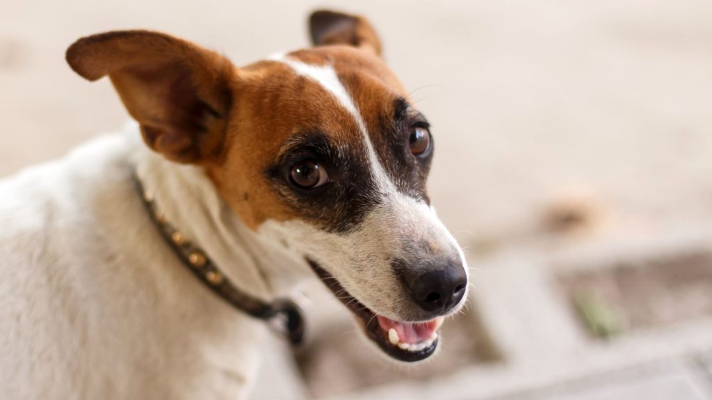 Joyful Jack Russell Terrier with a curious expression.