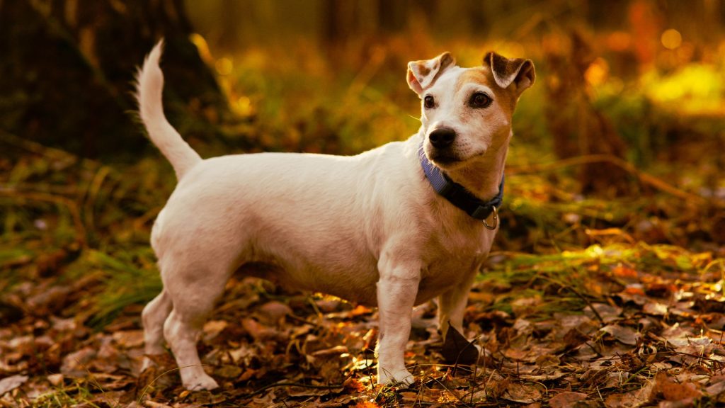 Alert Jack Russell Terrier in an autumn forest scene.