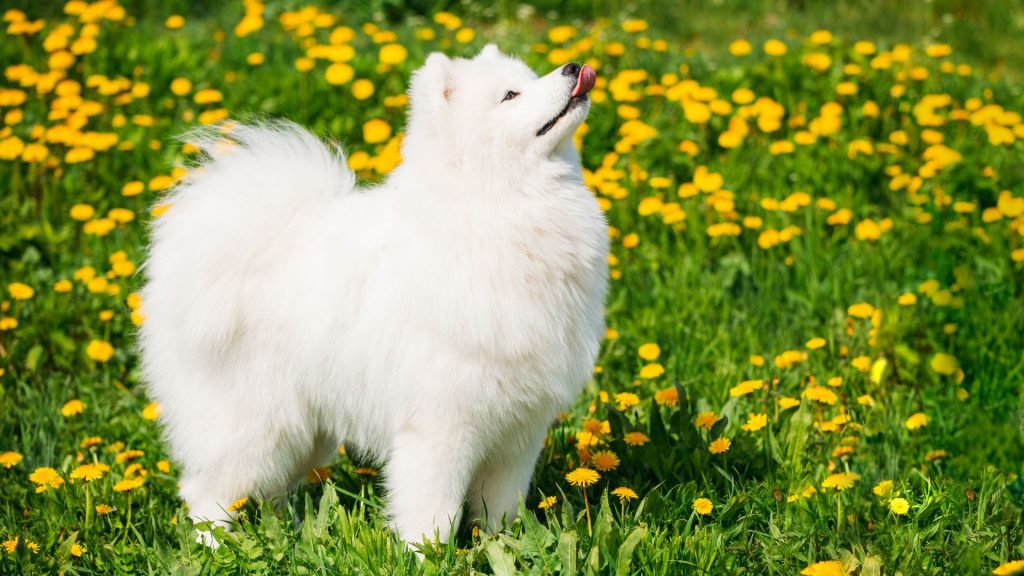 Joyful Japanese Spitz enjoying a sunny day in a flower field.