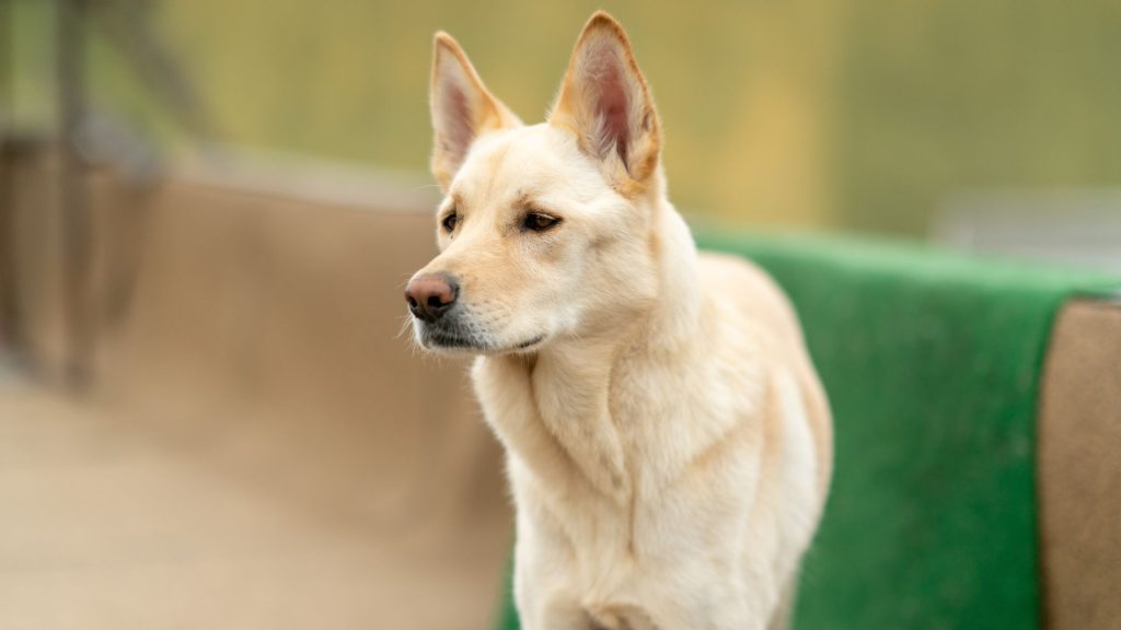 Alert Jindo dog standing with attentive gaze.