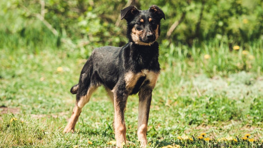 Energetic Jagdterrier running in the field.