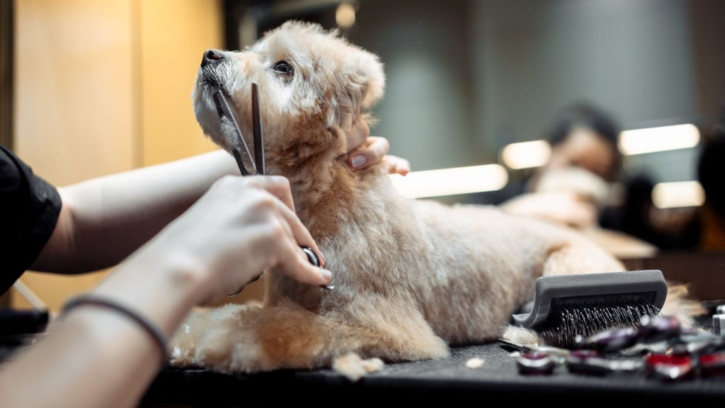 A groomer trims a Japanese Chin dog.