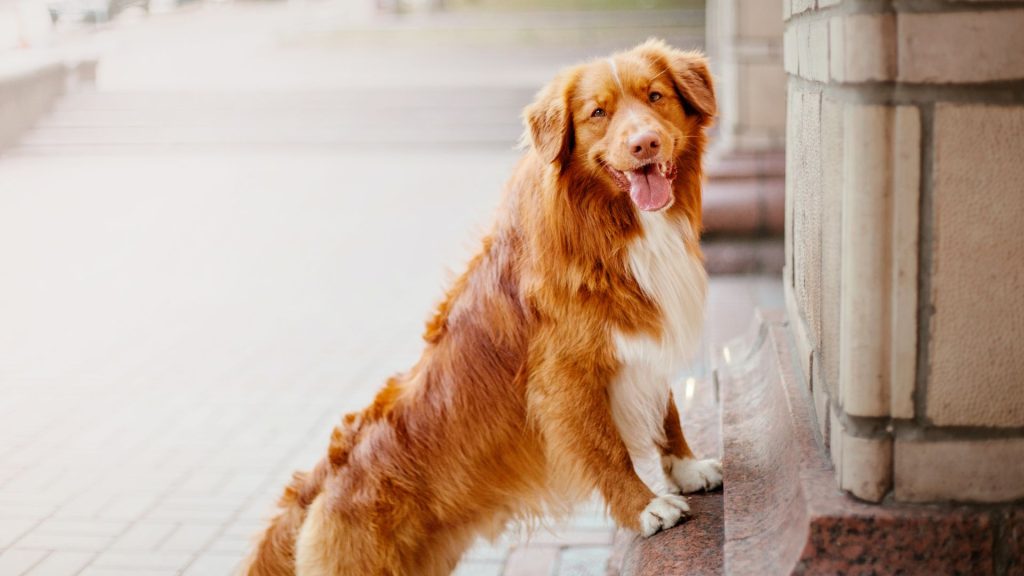 Happy brown dog standing with paws on a wall, representing a breed starting with 'N.'