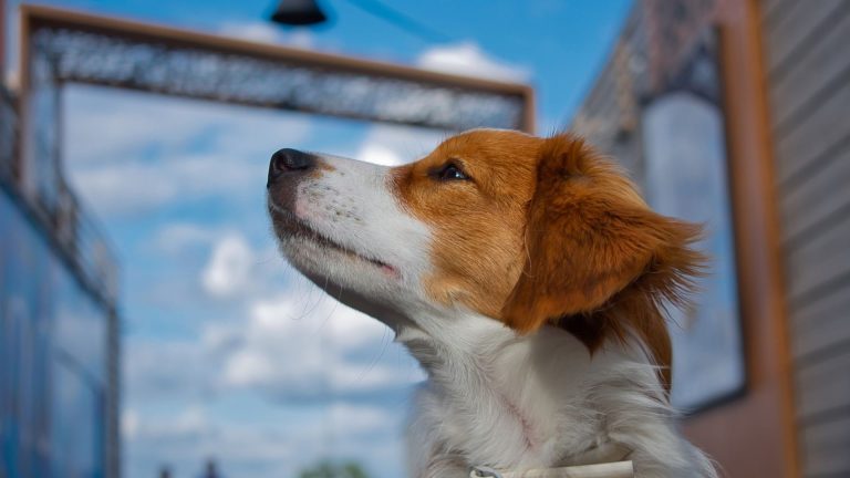 Brown and white dog looking up, representing a breed that starts with 'N.'