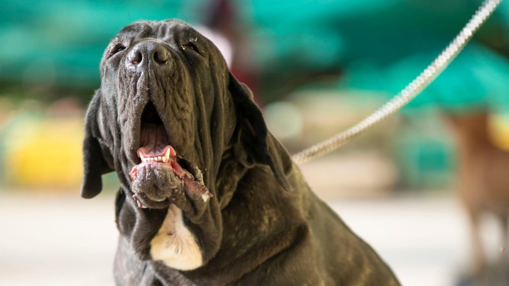 Neapolitan Mastiff yawning while on a leash, representing a breed that starts with 'N.'