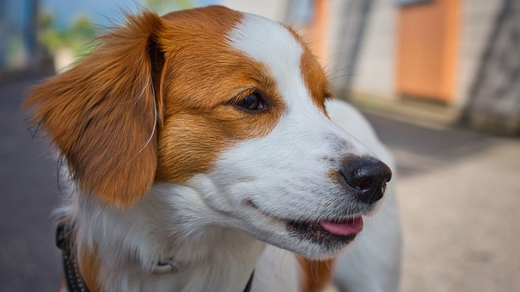 Close-up of a Nederlandse Kooikerhondje, representing a breed that starts with 'N.'