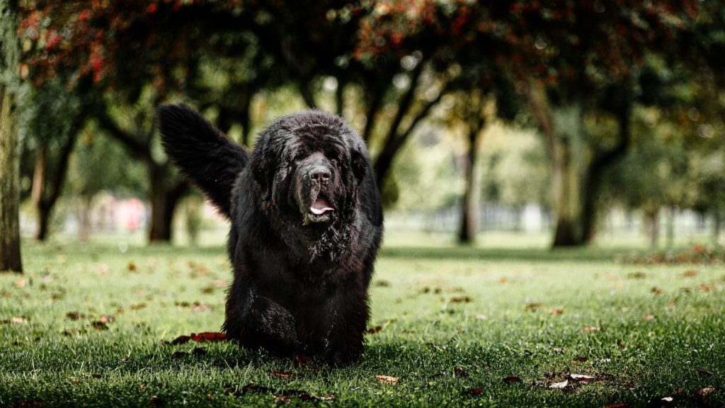 Large black dog walking in a park, representing a breed that starts with 'N.'