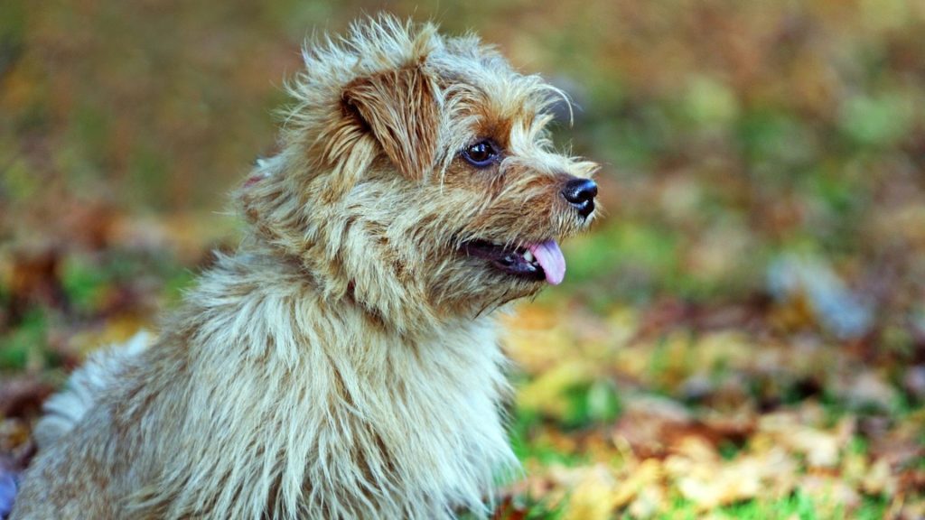 Small scruffy Norfolk Terrier dog sitting in a park, representing a breed that starts with 'N.'