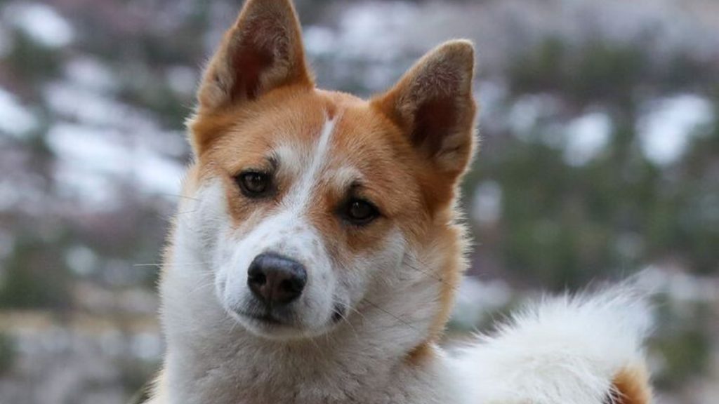 Alert Norrbottenspets dog with a snowy background, representing a breed that starts with 'N.'