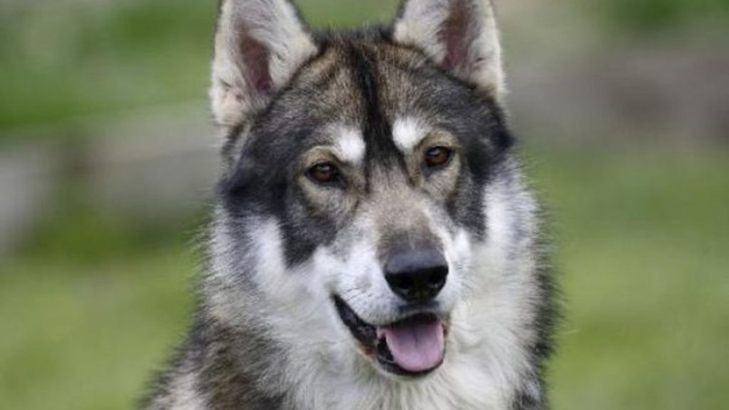 Northern Inuit Dog smiling, representing a breed that starts with 'N.'