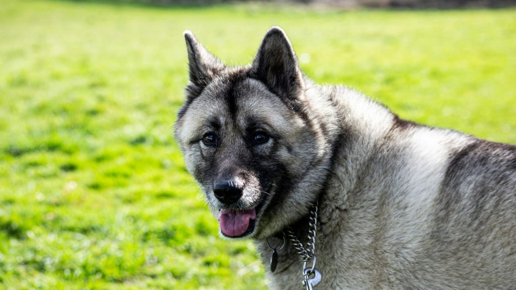 Norwegian Elkhound smiling in a grassy field, representing a breed that starts with 'N.'