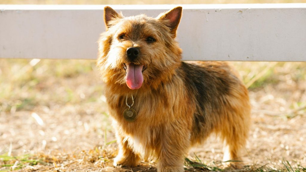 Happy Norwich Terrier standing in the sun, representing a breed that starts with 'N.'