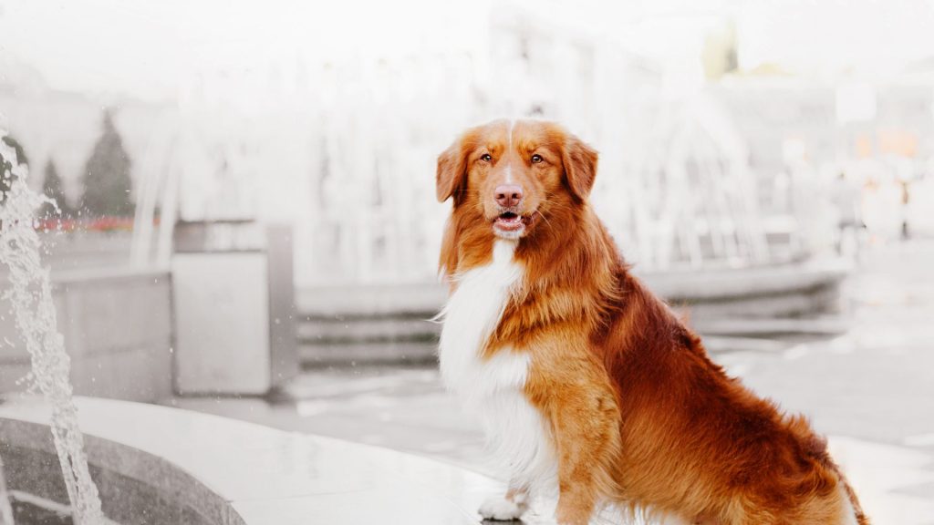 Nova Scotia Duck Tolling Retriever by a fountain, representing a breed that starts with 'N.'