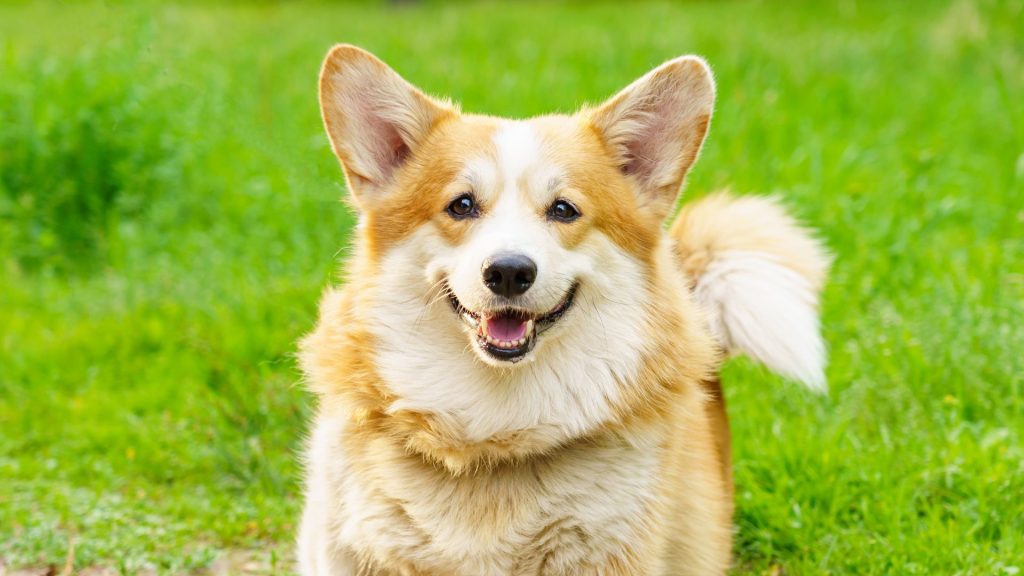 Happy, fluffy dog with large ears on green grass.