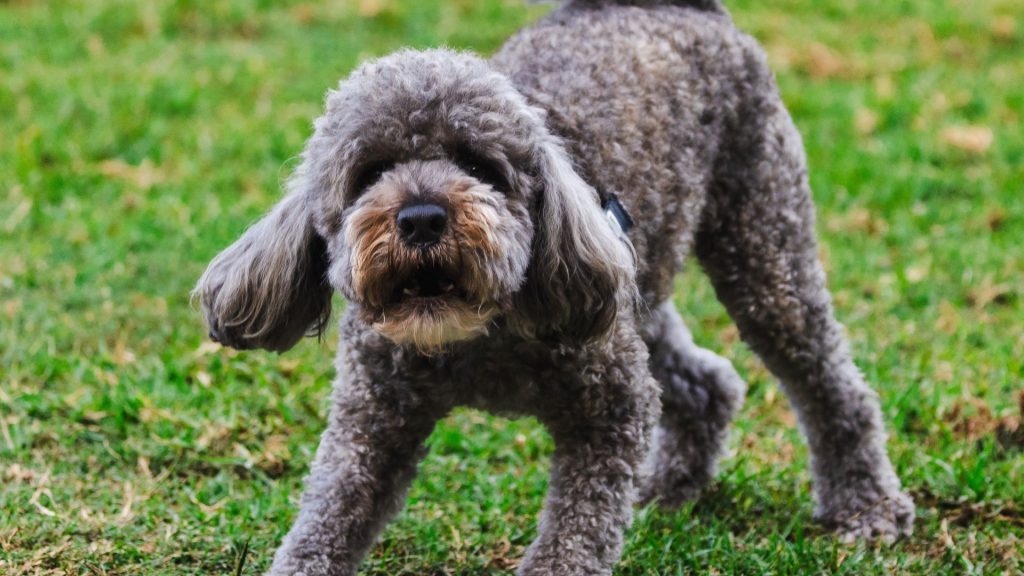 Curly-haired dog breed standing on grass