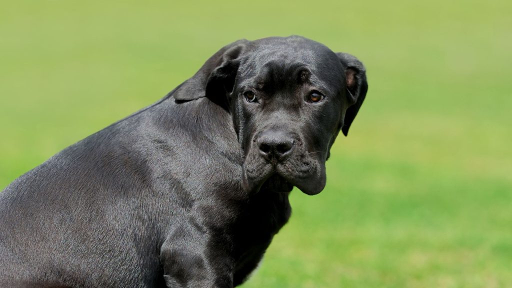 Sleek black dog with a calm expression on grass.