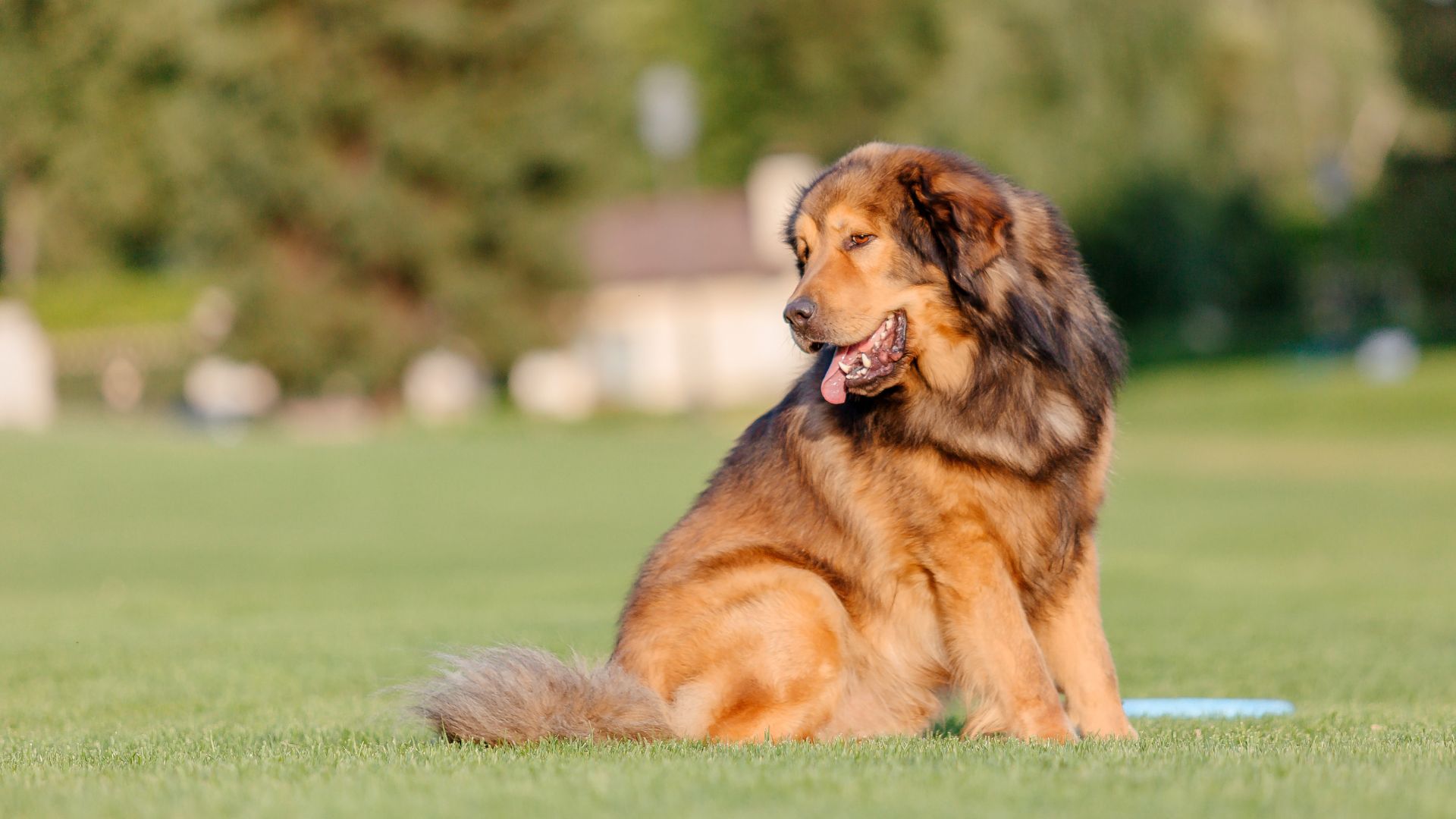 Large brown dog with a thick coat sitting on grass.