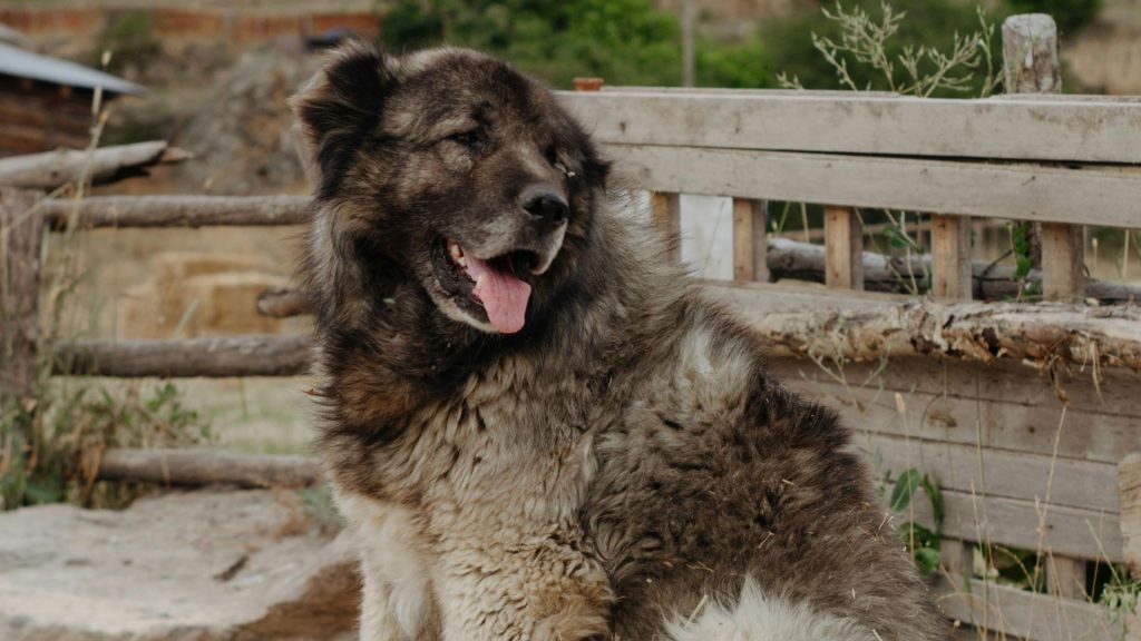 Large fluffy dog sitting by a wooden fence.