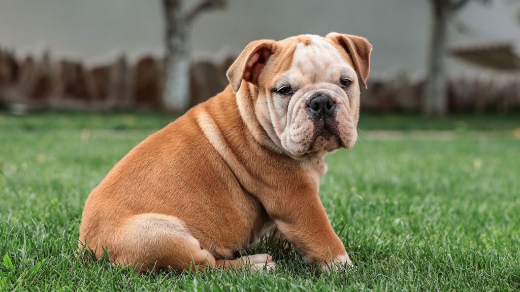 Adorable puppy sitting on green grass outdoors.