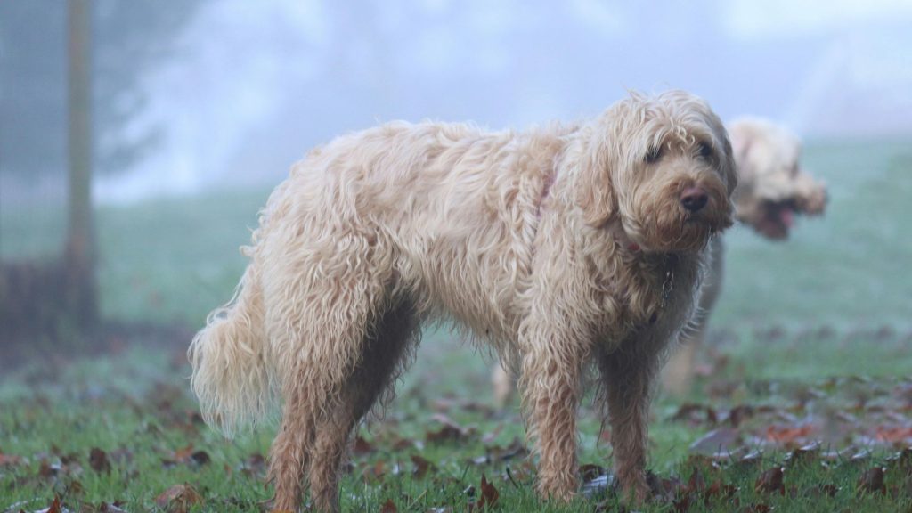 Shaggy light-colored dog breed standing in a misty field.