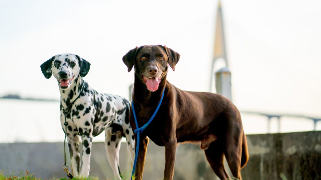 Two dogs, one Dalmatian and one brown dog, highlighting breeds starting with V.