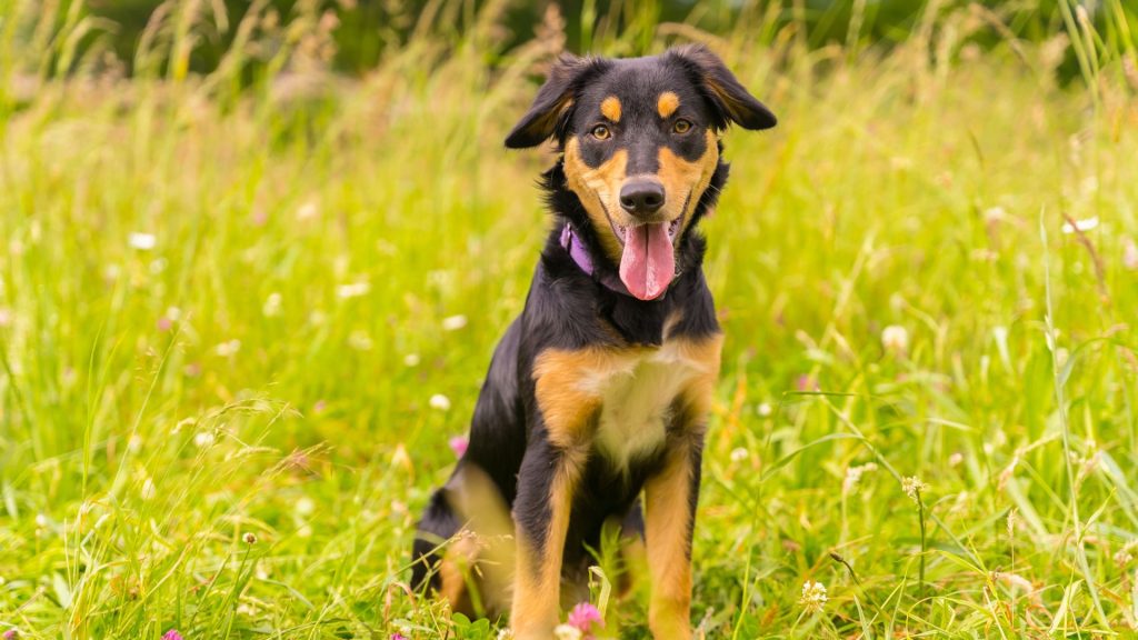 Black and tan dog sitting in a field, highlighting a breed starting with V.