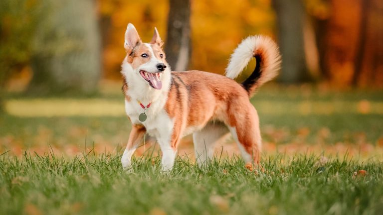 Top Dog Breeds That Start with V: Unique Varieties