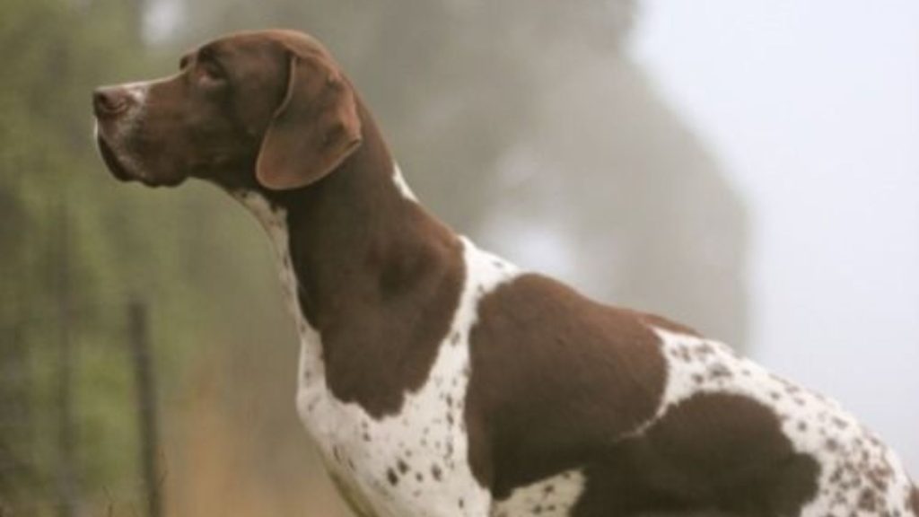 German Shorthaired Pointer standing alert, showcasing a breed starting with V.