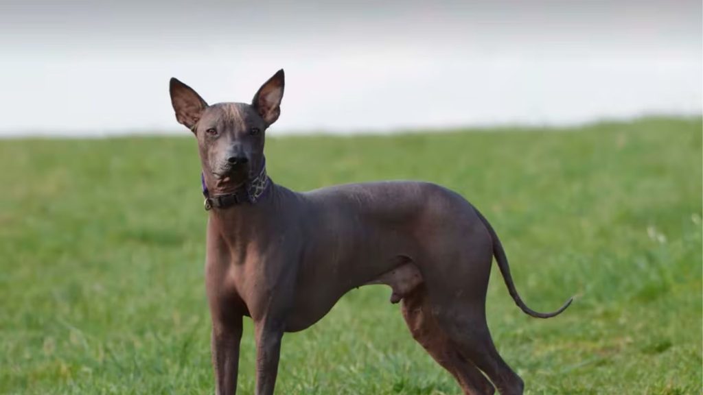 Hairless dog with large ears standing on grass, showcasing a breed starting with V.