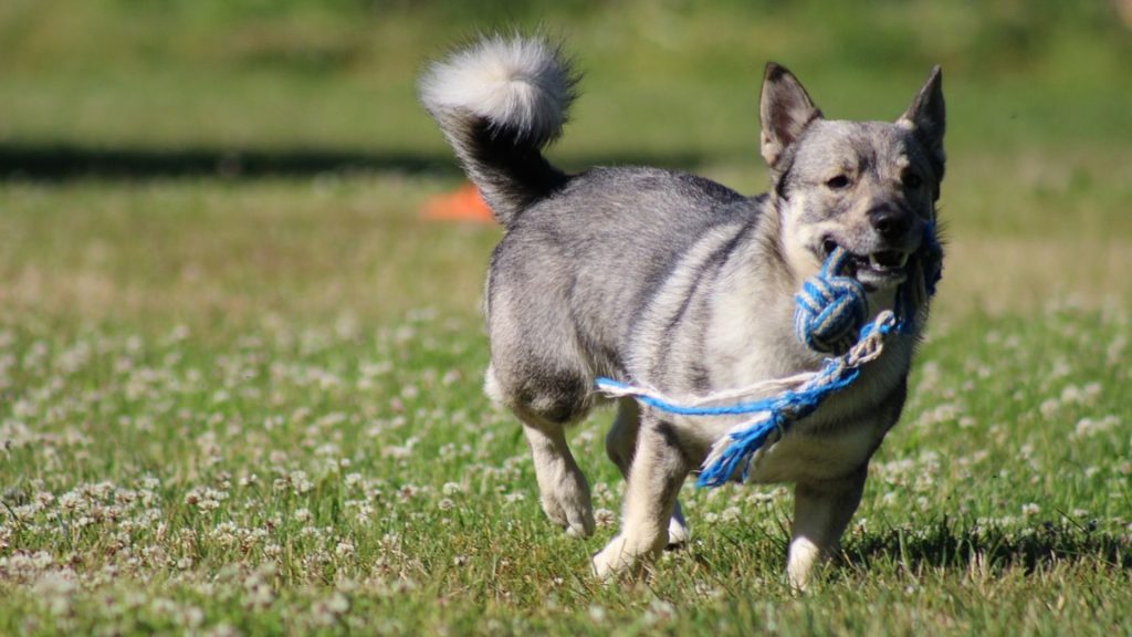 Swedish Vallhund running with a toy, highlighting a breed starting with V.