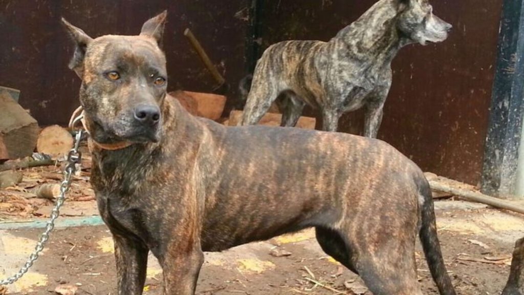 Brindle-coated dogs standing, showcasing unique breeds starting with V.