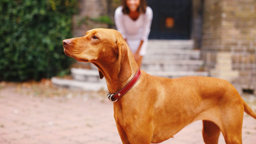 Vizsla dog with a red collar standing outdoors, showcasing a breed starting with V.