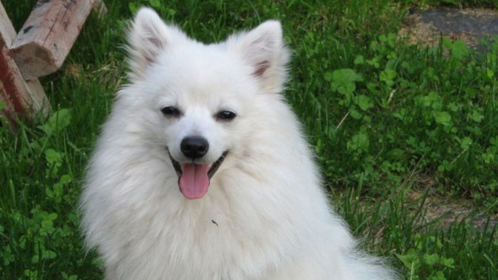 White fluffy dog sitting on grass, representing a breed starting with V.