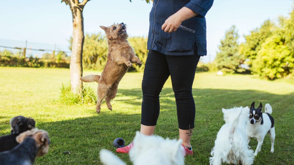 A person training several small dogs in a grassy backyard, with one dog jumping for a treat.