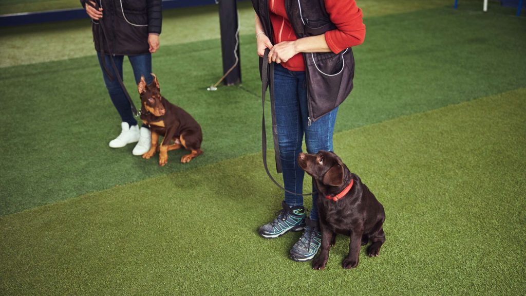 Two women training their dogs indoors on a training mat.