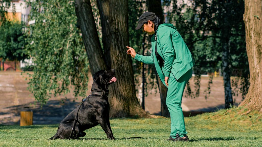 A person in green clothing training a large black dog outdoors using hand signals.