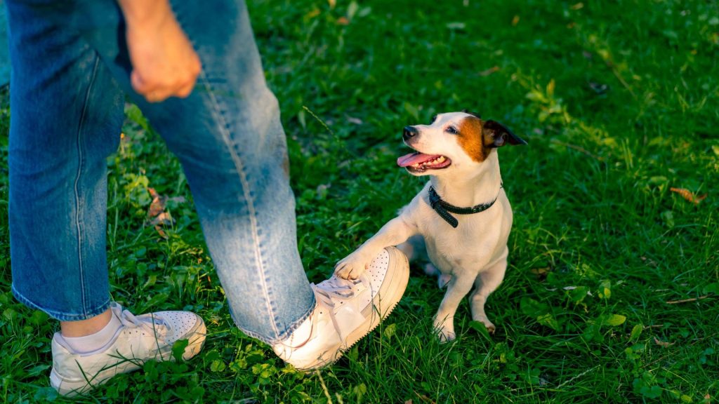 A small dog touching a person's leg with its paw during a training session in the park.