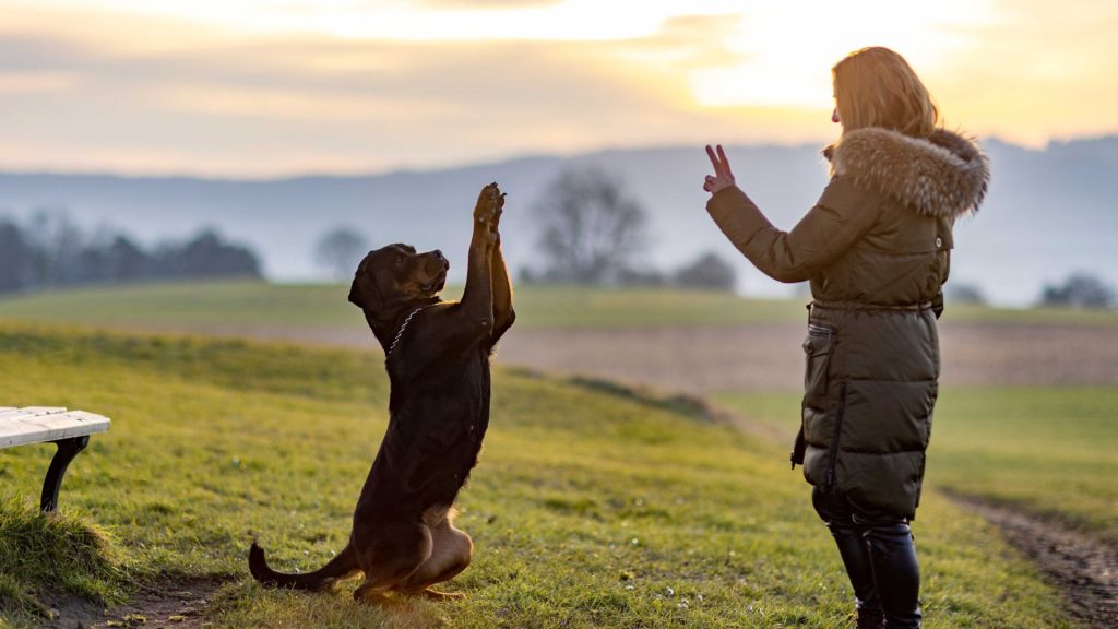 A woman training a large dog outdoors at sunset using hand signals.