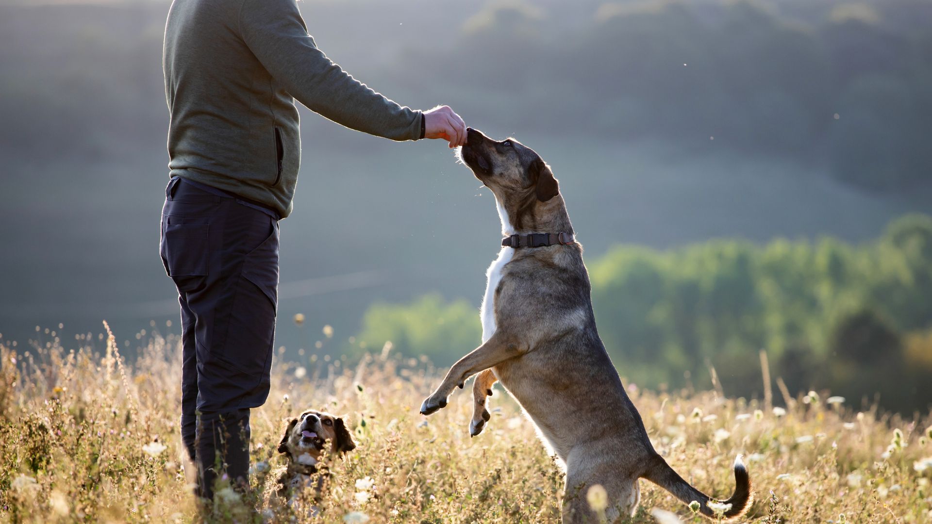 A person training a dog outdoors using positive reinforcement techniques.