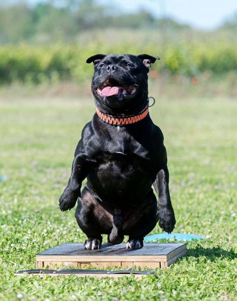 A happy black dog sitting on a platform outdoors during a training session.