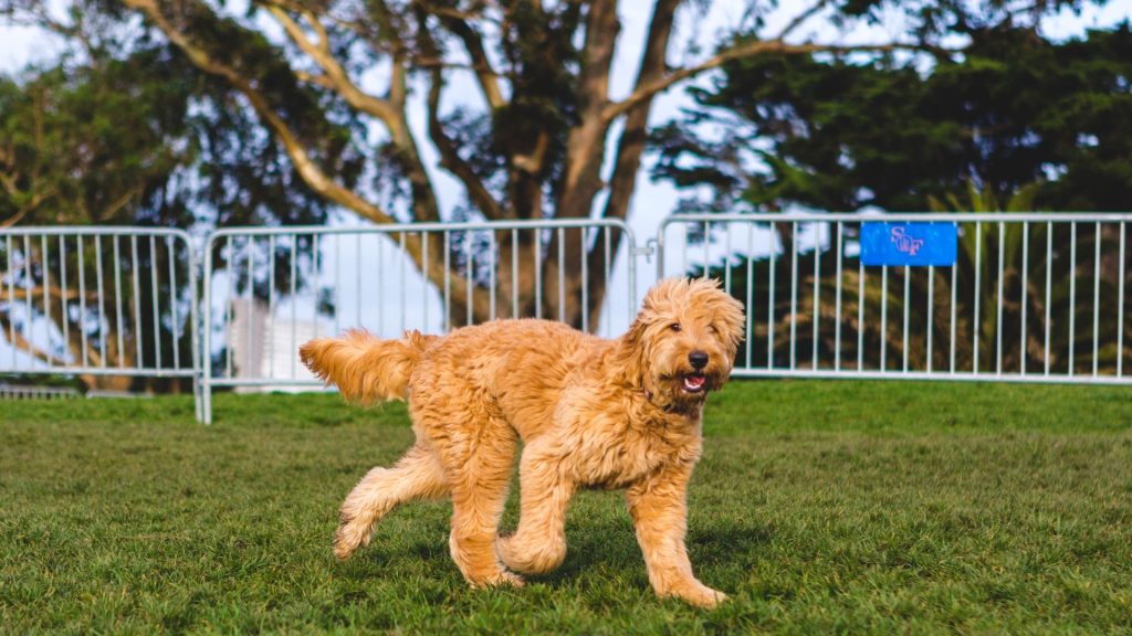 Active golden-hued hybrid Doodle enjoying playtime outdoors