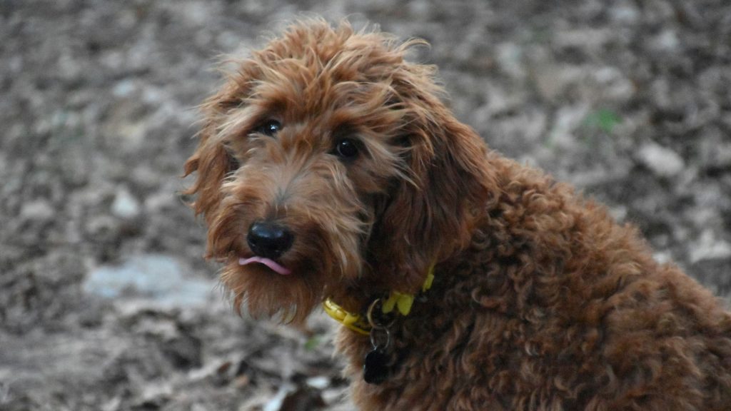 Adorable curly-haired Doodle dog with a curious expression