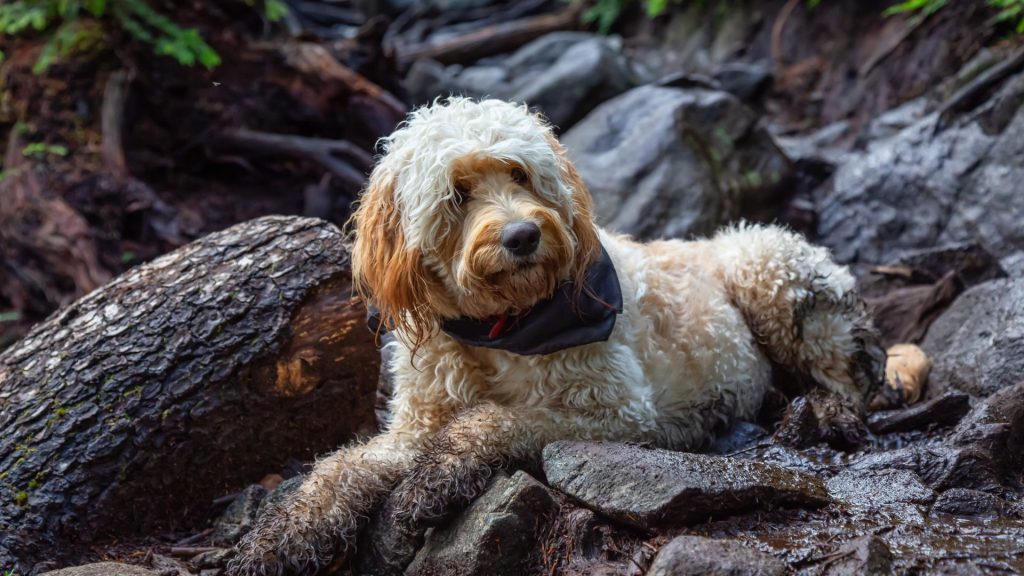 Golden Mountain Doodle resting on rocks during a forest hike.