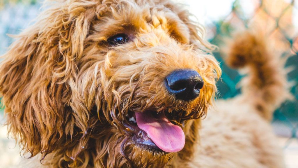 Happy Golden Mountain Doodle with a curly coat and tongue out.