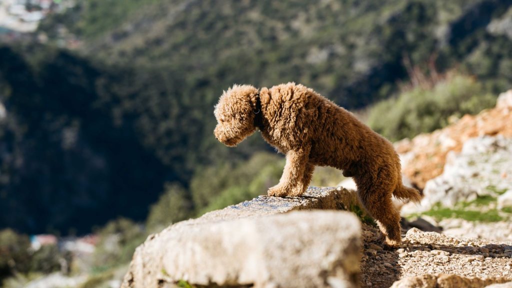 Happy Golden Mountain Doodle with a curly coat and tongue out.