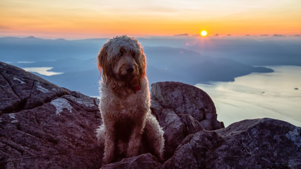 Golden Mountain Doodle sitting on a rocky peak at sunset.